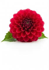 Beautiful Display of Cute Red Dahlia Flower with Lush Petals and Green Leaves Highlighting Nature's Vibrant Charm