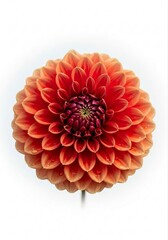 Beautiful Arrangement of Cute Dahlia Blossom in Rich Red Color Emphasizing Floral Elegance and Delight