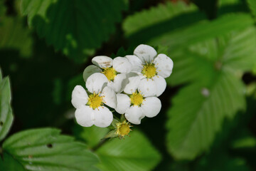 Wild Strawberry Blossoms in Sunlight in the forest