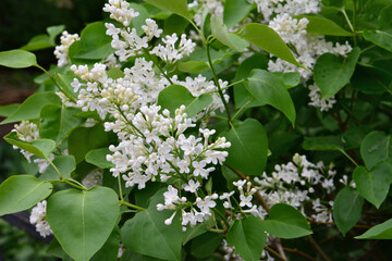 a wallpaper of White Lilac Blossoms in Springtime