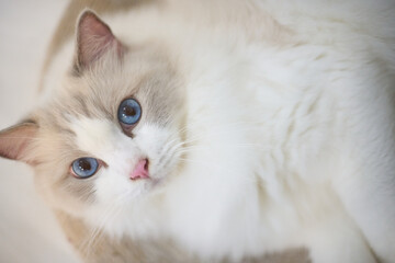 A close up portrait of a cute regdoll cat.