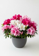 Beautiful Display of Cute Azalea Flowers in Pink and White Blooms Arranged in a Stylish Gray Pot Highlighting Floral Beauty