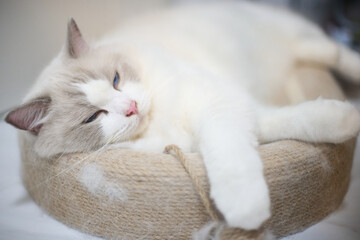 A close up portrait of a cute regdoll cat.