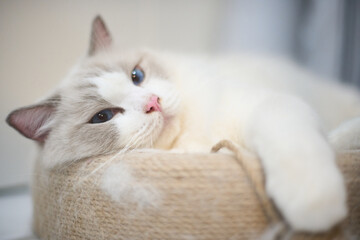 A close up portrait of a cute regdoll cat.