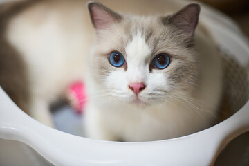 A close up portrait of a cute regdoll cat.