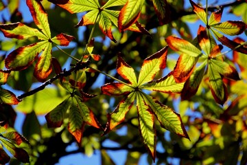 botânica planta folha