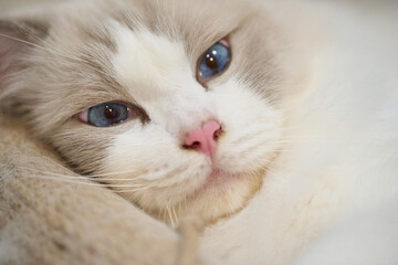 A close up portrait of a cute regdoll cat.