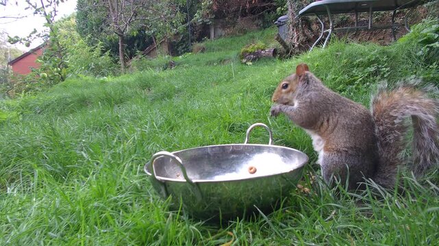 A Grey Squirrel Eating from a Silver Dog Food Bowl