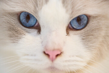A close up portrait of a cute regdoll cat.