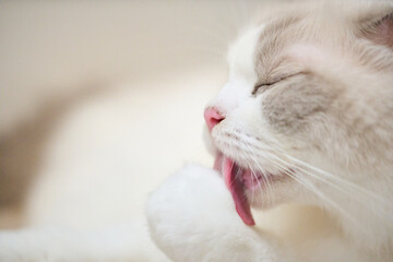 A close up portrait of a cute regdoll cat.