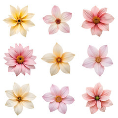 Obraz premium Collection of Nine Pink and Cream Flower Blooms with Bright Colors and Soft Petals on Transparent Background