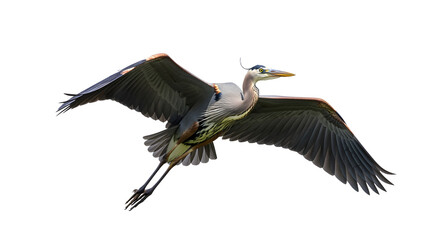 Fototapeta premium Heron bird spreading wings, isolated cutout for nature design.