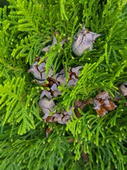Fondo con vista de cerca de brotes de ramas de árbol Chamaecyparis lawsoniana con piñas