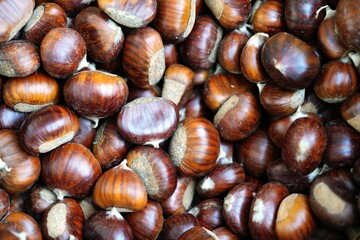 background of chestnuts: a pile of fresh chestnuts freshly picked from the chestnut grove in October