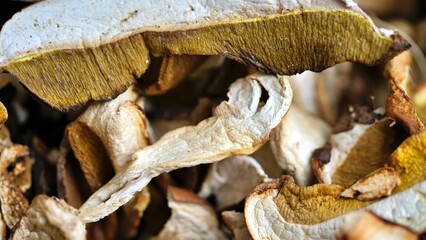 Close-up photo of a pile of dried porcini mushrooms