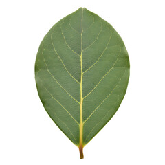 Obraz premium Green leaf with prominent veins on transparent background