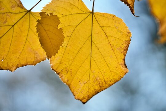 Detailed macro view of golden foliage from a Tilia tree. Yellow autumn leaves ready to fall to the ground: autumn background concept featuring fallen leaves