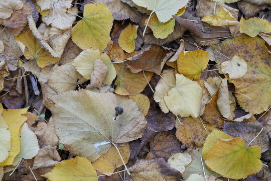 Real image of autumn leaves: a thick carpet of fallen leaves covering the ground in shades of yellow and brown, making a fall background of autumn leaves