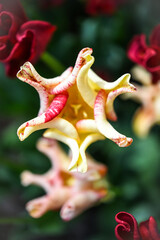 Vibrant colors of tulip blossoms in the garden on an early spring