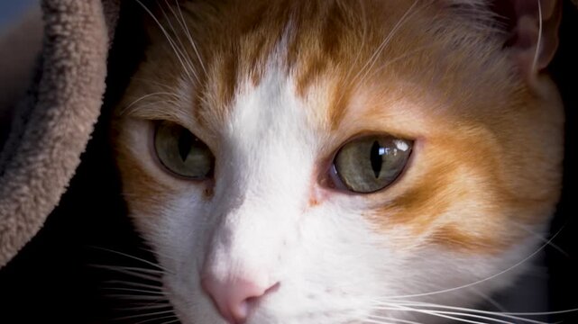 Ginger and white cat hiding under brown blanket close up