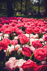 Vibrant colors of tulip blossoms in the garden on an early spring