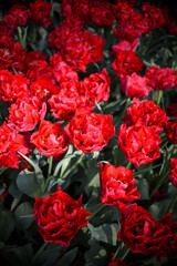 Vibrant colors of tulip blossoms in the garden on an early spring