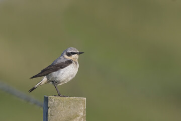 Male Northern Wheatear, Oenanthe oenanthe, perched