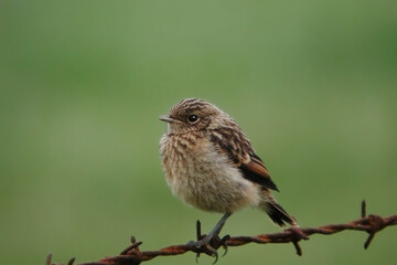 Eurasian Stonechat, Saxicola torquatus, perched on wire