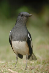 Vertical of an Oriental Magpie-Robin, Copsychus saularis