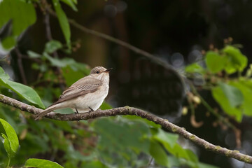 Obraz premium Spotted Flycatcher, Muscicapa striata, perching