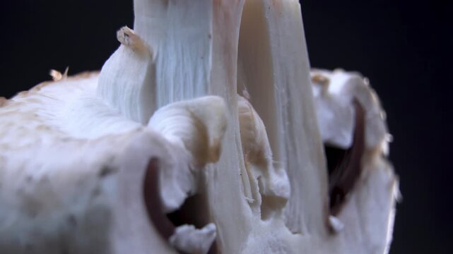 Fibrous texture of Champignon (Agaricus bisporus) in section, anatomical material for mycology and food science. Cinematic B-roll for AgriTech