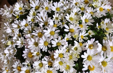 Flowers of  white Leucanthemella serotina, also called Chrysanthemum serotinum. Full frame, background and texture.