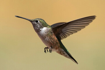 Broad-tailed Hummingbird in flight
