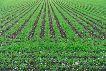 Rows of green plants drawing lines on the agricultural soil. Selective focus.