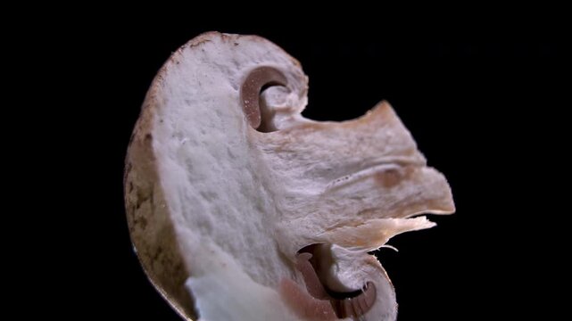 Internal structure of a Champignon mushroom (Agaricus bisporus): Anatomical section of a mushroom, Close-up Cinematic B-roll for AgriTech