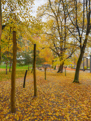 Wooden bench and logs in a park setting, surrounded by vibrant yellow and orange autumn trees