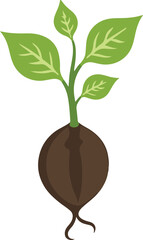 Growth Stages Plant Life Cycle Vector Icon Illustration
