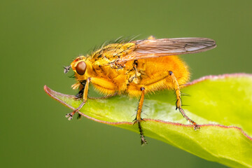 Male golden dung fly resting at the edge of a leaf with blurred background and copy space