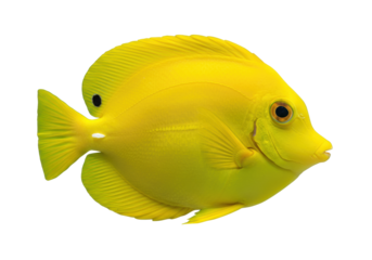 Isolated Yellow Tang with round body shape, exotic marine saltwater aquarium fish species