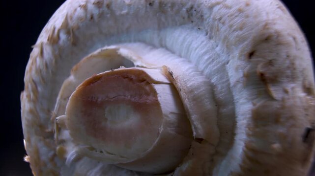 Champignon Mushroom (Agaricus bisporus): Stipe transverse section and gills. Agriculture B-roll macro clip