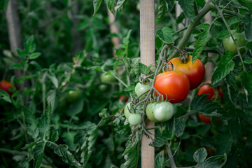 Red tomatoes in the green house, healthy and nutritious vegetables