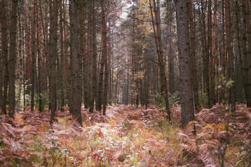 Autumn forest with ferns and soft sunlight