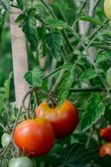 Red tomatoes in the green house, healthy and nutritious vegetables
