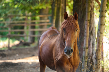 Beautiful brown horse portrait in a natural outdoor setting, standing near trees and a wooden...