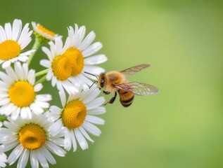 Obraz premium bee on flower