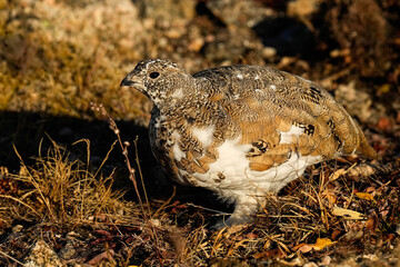 Ptarmigan Colorado Portrait