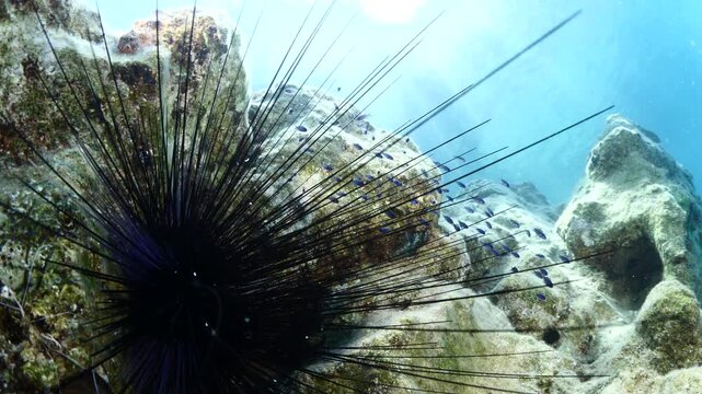 juvenile fish hiding in the needles of a long spine seaurchin underwater