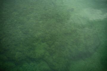 Submerged green aquatic plants on clear lakebed beneath calm water surface