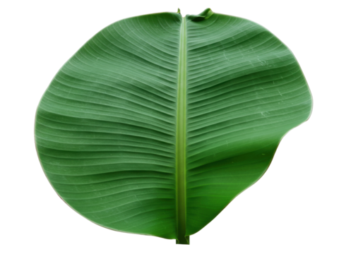 Isolated Close-up View of Lush Green Banana Leaf with Prominent Veins, Tropical Natural Pattern