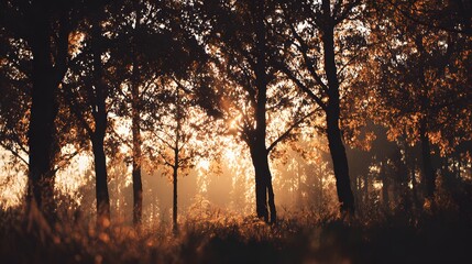Sunlight filters through silhouetted trees in a hazy autumn woodland scene